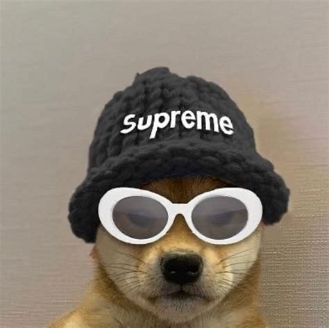 Dog With Hat Meme Supreme Apsgeyser