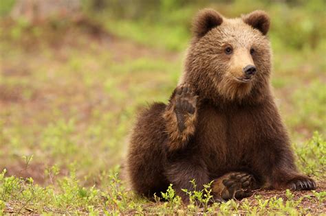 Bear Top 10 National Parks Wild Animals Photography Spirit Bear
