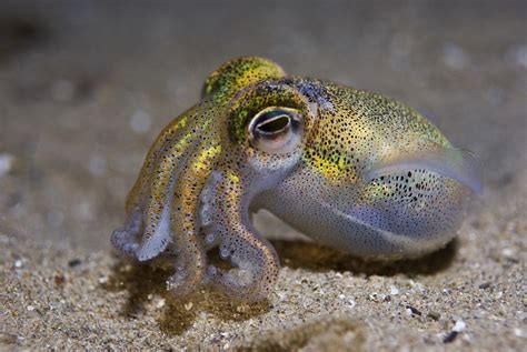 De 25 Bedste Idéer Inden For Baby Octopus På Pinterest