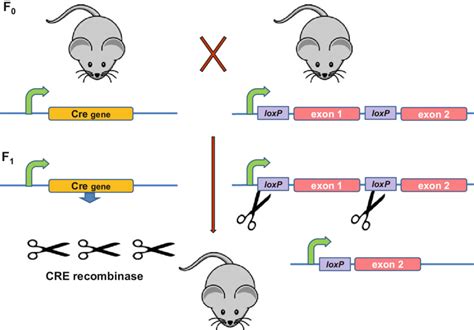 Conditional Gene Knockouts In Mice Using The Cre Recombinase Loxp