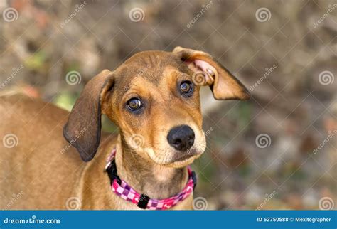 Cute Dog Face Stock Photo Image Of Happy Expression 62750588