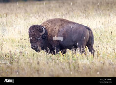 Plains Bison Bison Bison Bison Lake Audy Bison Enclosure Riding
