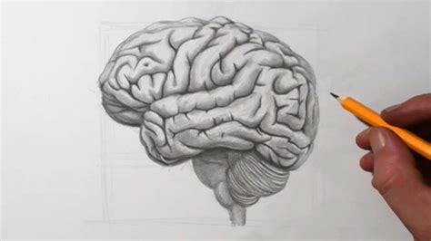 How To Draw A Brain Pencil Drawing Youtube