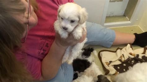 Parti Color Maltipoo Puppies From Hearthside Meadow Youtube