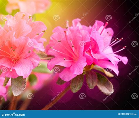 Azalea Flowers Stock Image Image Of Fresh Gardening 24039629