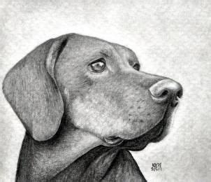 And starting from a dog face drawing to the complete. how to draw a dog head, dog head step 13 | Realistic drawings