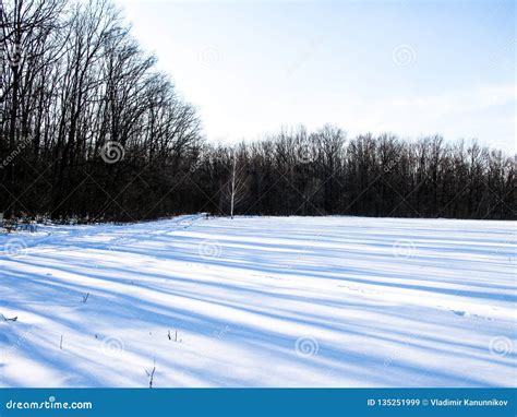 Winter Field And Forest Stock Image Image Of Grove 135251999