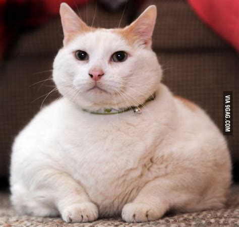 3,138 fat cats products are offered for sale by suppliers on alibaba.com, of which stuffed & plush animal accounts for 5%, interactive toys accounts for 3%, and cats food accounts for 2%. Super Fat Cat - 9GAG