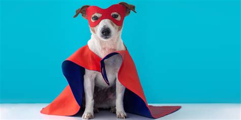 Best Halloween Costumes For Dogs Updated 2022