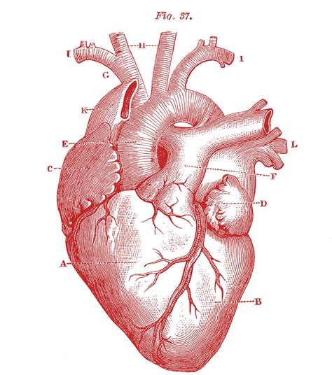 Ventricles And All Herz Zeichnen Zeichnung Medizinische Illustration