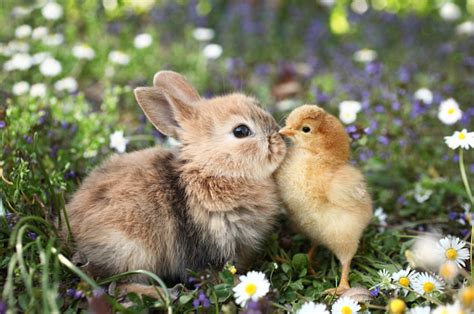 Best Friends Bunny Rabbit And Chick Are Kissing Stock Photo Download