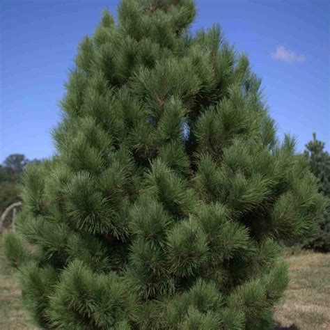 Red Pine Pinus Resinosa 10 Seeds