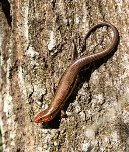 Southeastern Five Lined Skink Plestiodon Inexpectatus · Inaturalist