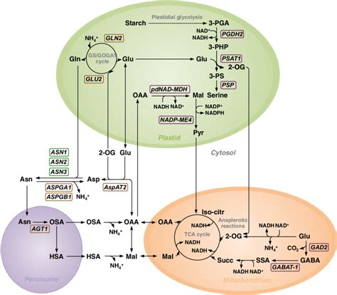 Scheme Of Asparagine Synthesis And Associated Metabolic Pathways