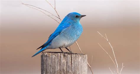 Mountain Bluebird Identification All About Birds Cornell Lab Of