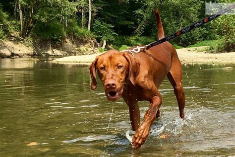 Find vizsla puppies and breeders in your area and helpful vizsla information. Akc Ch Male: Vizsla puppy for sale near Bloomington ...