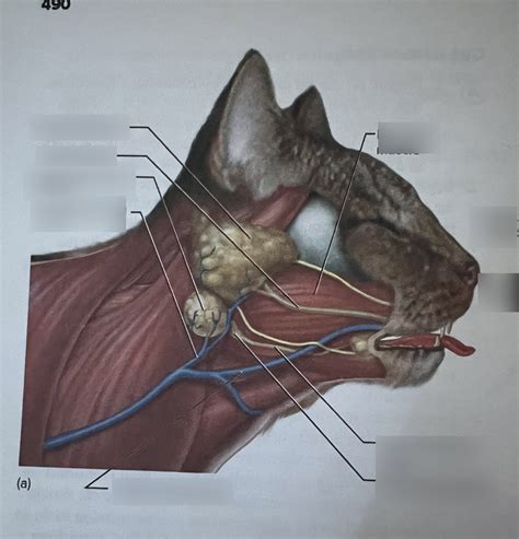 Practice Cat Salivary Glands Diagram Quizlet