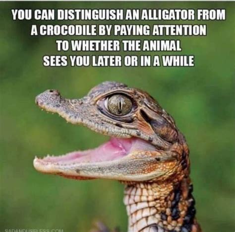 Funny Alligator Quotes Shortquotescc