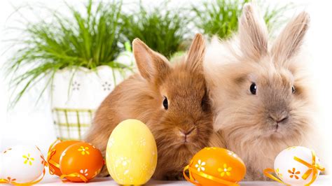 Two Rabbits Easter Wallpapers Hd Wallpapers
