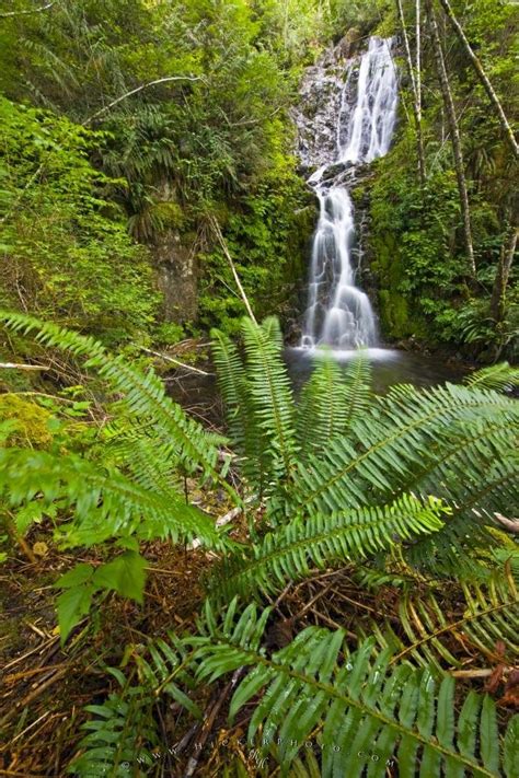 Waterfall Native Temperate Rain Forest Picture Photo Information