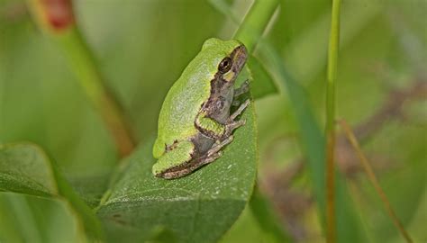 Eastern Gray Tree Frog Sticky Climber In Cook County Forest