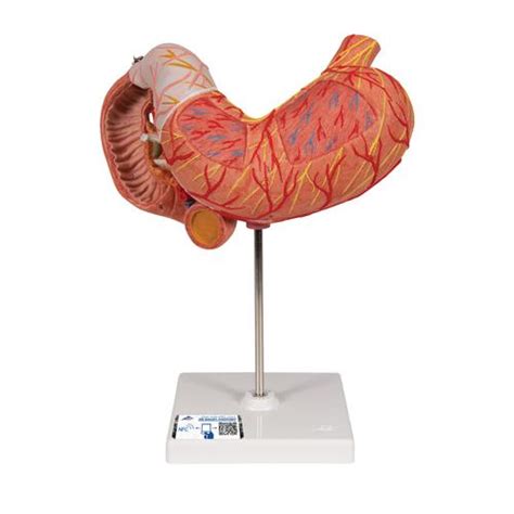 Human Stomach Model 3 Part 3b Smart Anatomy 1000303 3b