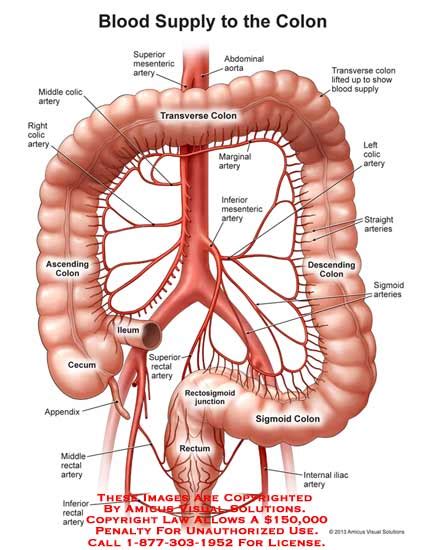 Parts Of The Colon