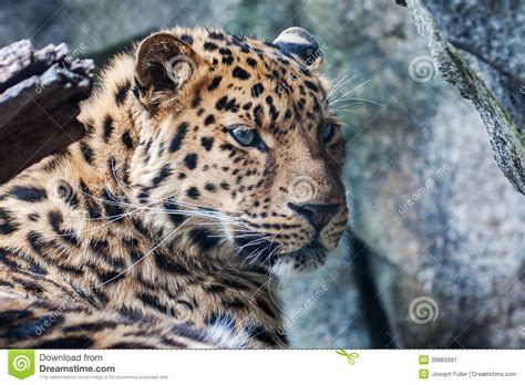 Leopardo De Amur Que Descansa Sobre Roca Imagen De Archivo Imagen De