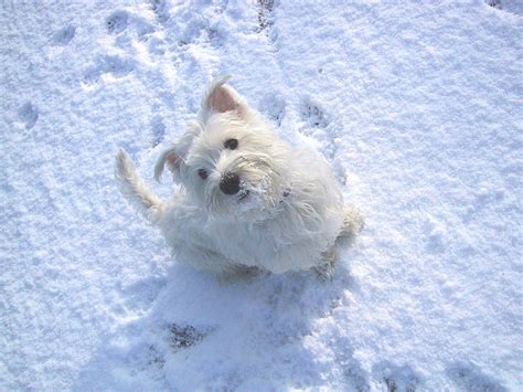 Dog In The Snow Free Stock Photo Freeimages