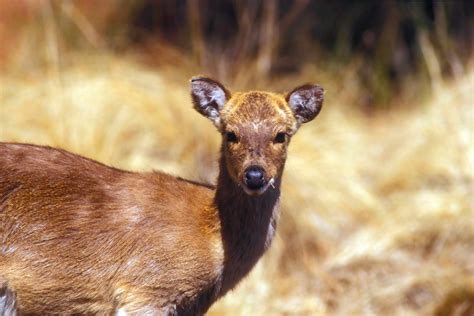 Chinese Water Deer Why They Grow Fangs Instead Of Antlers One Earth