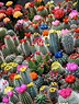 Jardin de cactus - cuarenta y nueve ideas de cómo elaborar uno ...