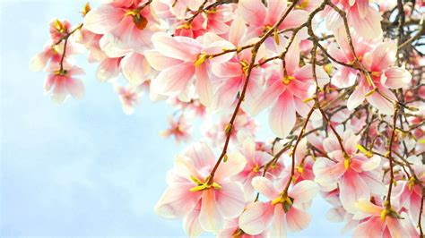 Pink Blossom Magnolia Flowers Hd Magnolia Wallpapers Hd Wallpapers
