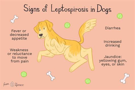 How To Treat Leptospirosis In Dogs