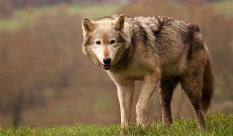 11 The Largest Wolves In The World How They Behave Live And Hunt
