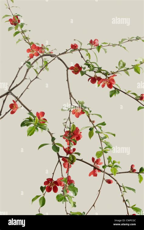 Chaenomeles Japonica Quince Stock Photo Alamy