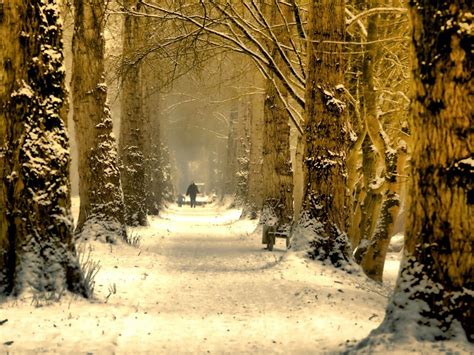 Beautiful Tree Alley Winter Landscape Desktop Wallpapers Preview