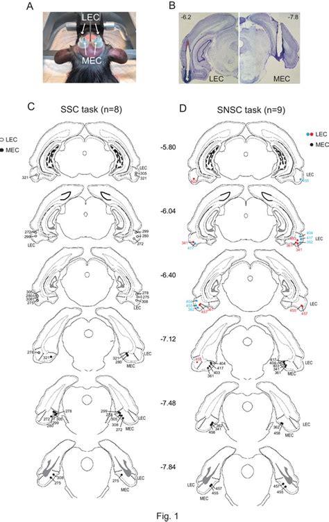 Functional Double Dissociation Within The Entorhinal Cortex For Visual