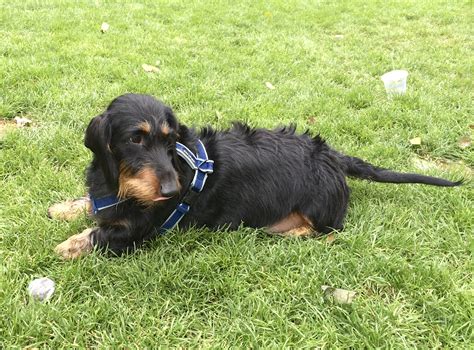 Fist bred in germany to hunt badgers, they were also used to hunt in packs to. Black And Tan Wirehaired Dachshund - Goldenacresdogs.com