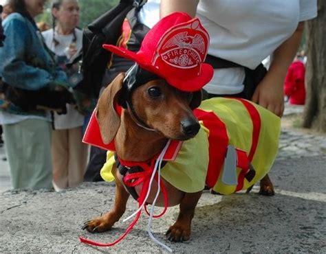 58 Best Fire Dogs Images On Pinterest Fire Department Fire Dept