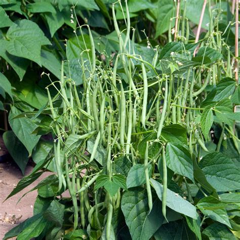 French beans plant are packed with immense nutritional benefits and provide various health benefits to the consumer. Dwarf French Bean 'Mascotte'