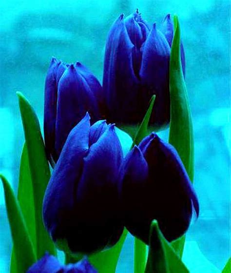 Deep Blue Tulips ~ Stunning Tulips Flowers Amazing Flowers