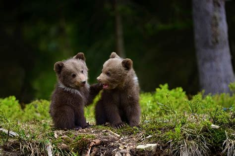 Bear Cubs Wallpapers Wallpaper Cave