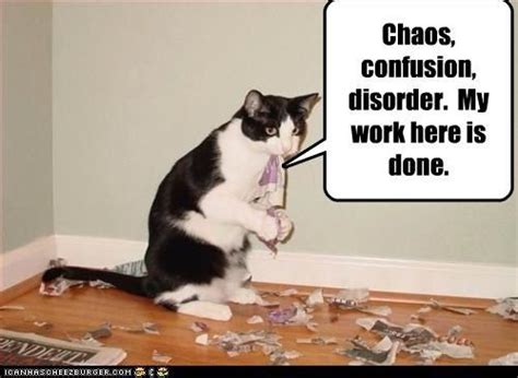 Chaos Confusion Disorder My Work Here Is Done Silly Cats Cats And