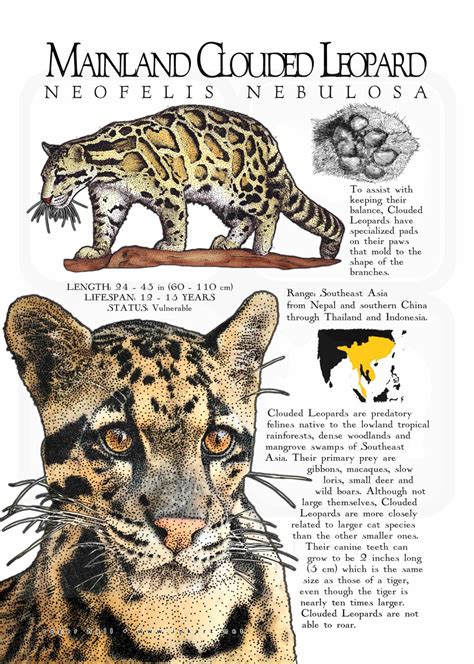 Mainland Clouded Leopard Poster Print Infographic