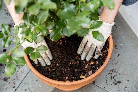 How To Grow Roses In Containers