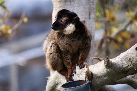 Collared Brown Lemur Zoochat