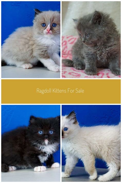 Kittens in cats & kittens for sale. Ragdoll Kittens for Sale Near Me in 2020 | Ragdoll kitten ...