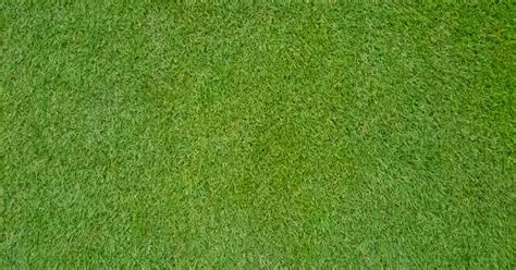 Vertical mowing is a way to cultivate the top later of soil and remove thatch. How Short Should I Cut Bermuda Grass | TcWorks.Org