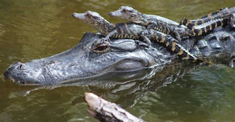 Baby Alligator 6 Incredible Hatchling Facts And 6 Pictures A Z Animals