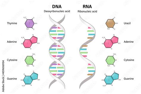 Structure Of Dna And Rna Deoxyribonucleic Acid Ribonucleic Acid